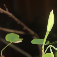 Bauhinia monandra Kurz